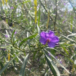 Solanum linearifolium at Lyneham, ACT - 24 Sep 2024 01:52 PM