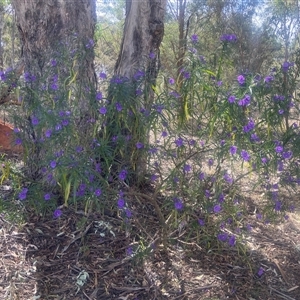 Solanum linearifolium at Lyneham, ACT - 24 Sep 2024 01:41 PM