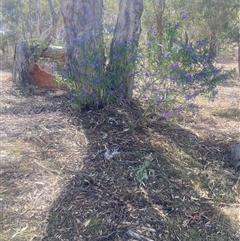 Solanum linearifolium at Lyneham, ACT - 24 Sep 2024 01:41 PM