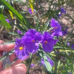 Solanum linearifolium at Lyneham, ACT - 24 Sep 2024 01:41 PM