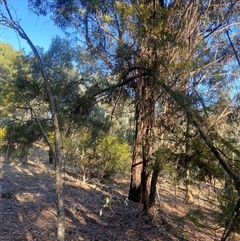 Acacia decurrens (Green Wattle) at Lyneham, ACT - 18 Sep 2024 by CrimePaysbutConservationDoesnt