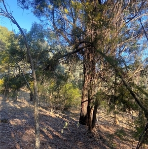 Acacia decurrens at Lyneham, ACT - 18 Sep 2024