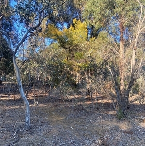 Acacia decurrens at Lyneham, ACT - 18 Sep 2024