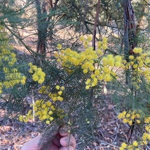 Acacia decurrens at Lyneham, ACT - 18 Sep 2024