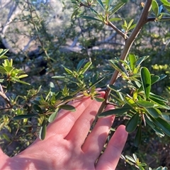 Pyracantha fortuneana at Lyneham, ACT - 18 Sep 2024 07:36 AM