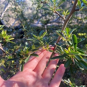 Pyracantha fortuneana at Lyneham, ACT - 18 Sep 2024 07:36 AM