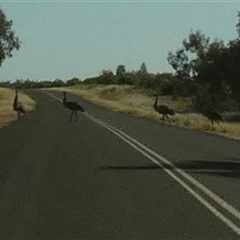 Dromaius novaehollandiae (Emu) at Thargomindah, QLD - 18 Aug 2024 by Paul4K