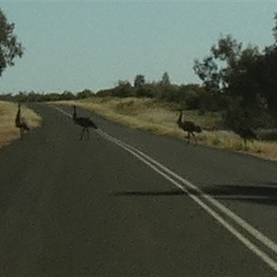 Dromaius novaehollandiae (Emu) at Thargomindah, QLD - 17 Aug 2024 by Paul4K