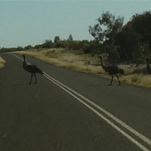 Dromaius novaehollandiae at Thargomindah, QLD - 18 Aug 2024