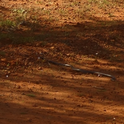 Pseudechis australis at Thargomindah, QLD - 18 Aug 2024 by Paul4K