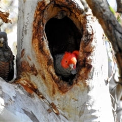 Callocephalon fimbriatum (Gang-gang Cockatoo) at Acton, ACT - 24 Sep 2024 by HelenCross