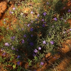 Eremophila gilesii at Thargomindah, QLD - 18 Aug 2024 by Paul4K