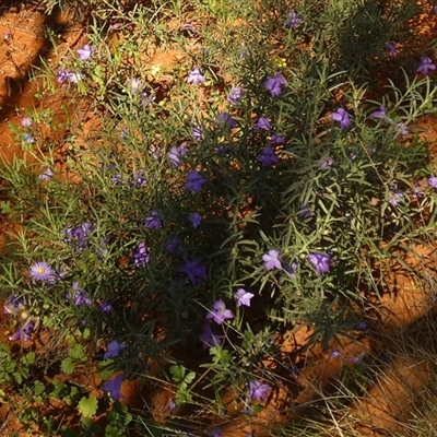 Eremophila gilesii at Thargomindah, QLD - 18 Aug 2024 by Paul4K