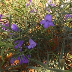 Eremophila gilesii at Thargomindah, QLD - 18 Aug 2024