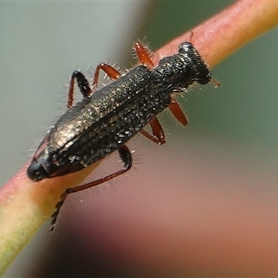 Lemidia subaenea (Clerid beetle) at Hall, ACT - 24 Sep 2024 by Anna123