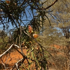 Eremophila longifolia (Weeping Emubush) at Thargomindah, QLD - 18 Aug 2024 by Paul4K