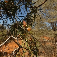 Eremophila oppositifolia at Thargomindah, QLD - 18 Aug 2024 by Paul4K