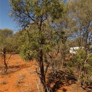 Eremophila longifolia at Thargomindah, QLD - 18 Aug 2024 12:58 PM