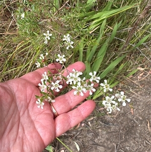 Leptospermum polygalifolium subsp. polygalifolium at Tullarwalla, NSW - 24 Sep 2024