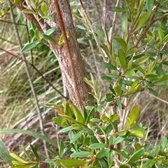 Leptospermum polygalifolium subsp. polygalifolium at Tullarwalla, NSW - 24 Sep 2024