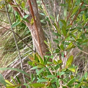 Leptospermum polygalifolium subsp. polygalifolium at Tullarwalla, NSW - 24 Sep 2024