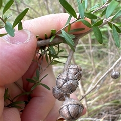 Leptospermum polygalifolium subsp. polygalifolium at Tullarwalla, NSW - 24 Sep 2024