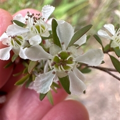 Leptospermum polygalifolium subsp. polygalifolium at Tullarwalla, NSW - 24 Sep 2024 02:08 PM