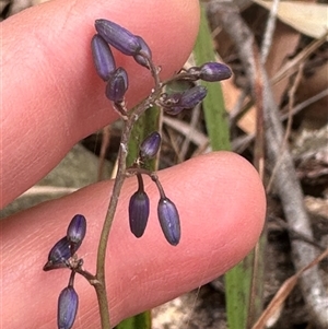 Dianella caerulea at Tullarwalla, NSW - 24 Sep 2024 02:15 PM