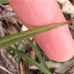 Dianella caerulea at Tullarwalla, NSW - 24 Sep 2024 02:15 PM