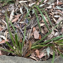 Dianella caerulea at Tullarwalla, NSW - 24 Sep 2024 02:15 PM