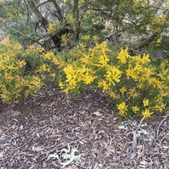 Acacia decurrens (Green Wattle) at Lyneham, ACT - 18 Sep 2024 by CrimePaysbutConservationDoesnt