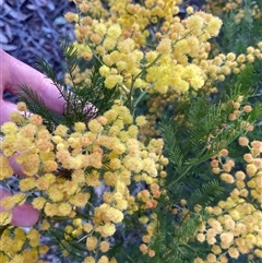 Acacia decurrens at Lyneham, ACT - 18 Sep 2024 07:34 AM