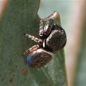 Simaethula sp. (genus) at Hall, ACT - 24 Sep 2024 11:36 AM