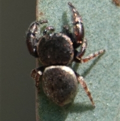 Simaethula sp. (genus) at Hall, ACT - 24 Sep 2024 11:36 AM