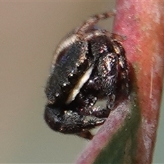 Simaethula sp. (genus) at Hall, ACT - 24 Sep 2024 11:36 AM