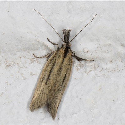 Thema protogramma (A concealer moth) at Melba, ACT - 23 Sep 2024 by kasiaaus