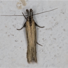 Thema protogramma at Melba, ACT - 23 Sep 2024 09:45 PM