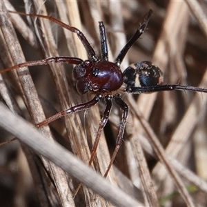 Habronestes sp. (genus) at Hall, ACT - 24 Sep 2024 11:05 AM