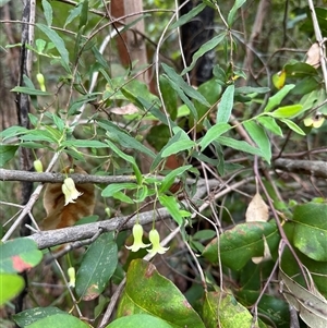 Billardiera mutabilis at Tullarwalla, NSW - 24 Sep 2024