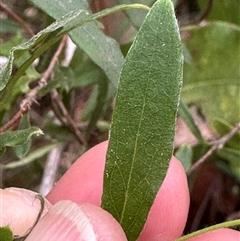 Billardiera mutabilis at Tullarwalla, NSW - 24 Sep 2024 02:40 PM