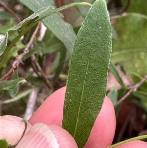 Billardiera mutabilis at Tullarwalla, NSW - 24 Sep 2024