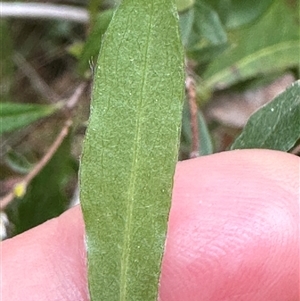 Billardiera mutabilis at Tullarwalla, NSW - 24 Sep 2024