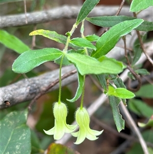 Billardiera mutabilis at Tullarwalla, NSW - 24 Sep 2024 02:40 PM