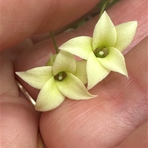 Billardiera mutabilis at Tullarwalla, NSW - 24 Sep 2024