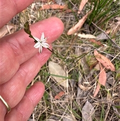 Caesia parviflora var. parviflora (A Grass-lily) at Tullarwalla, NSW - 24 Sep 2024 by lbradley