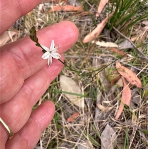 Caesia parviflora var. parviflora at Tullarwalla, NSW - 24 Sep 2024