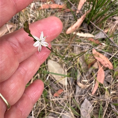 Caesia parviflora var. parviflora (A Grass-lily) at Tullarwalla, NSW - 24 Sep 2024 by lbradley