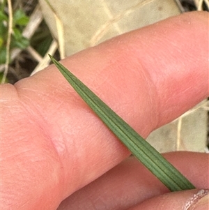 Caesia parviflora var. parviflora at Tullarwalla, NSW - 24 Sep 2024