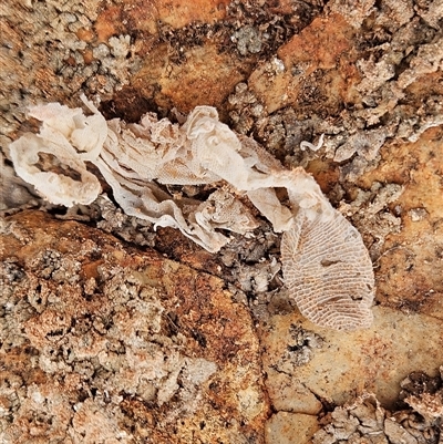 Unidentified Monitor or Gecko at Coober Pedy, SA - 24 Sep 2024 by atticus