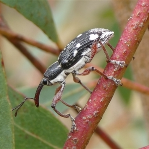 Aoplocnemis sp. (genus) at Charleys Forest, NSW - 24 Sep 2024